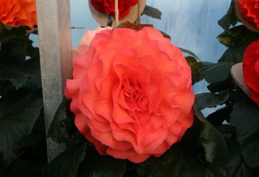 B. ‘Sandra McLauchlan’